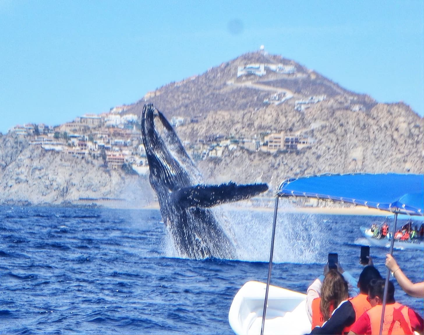Tour de la Baleine à Bosse depuis La Paz