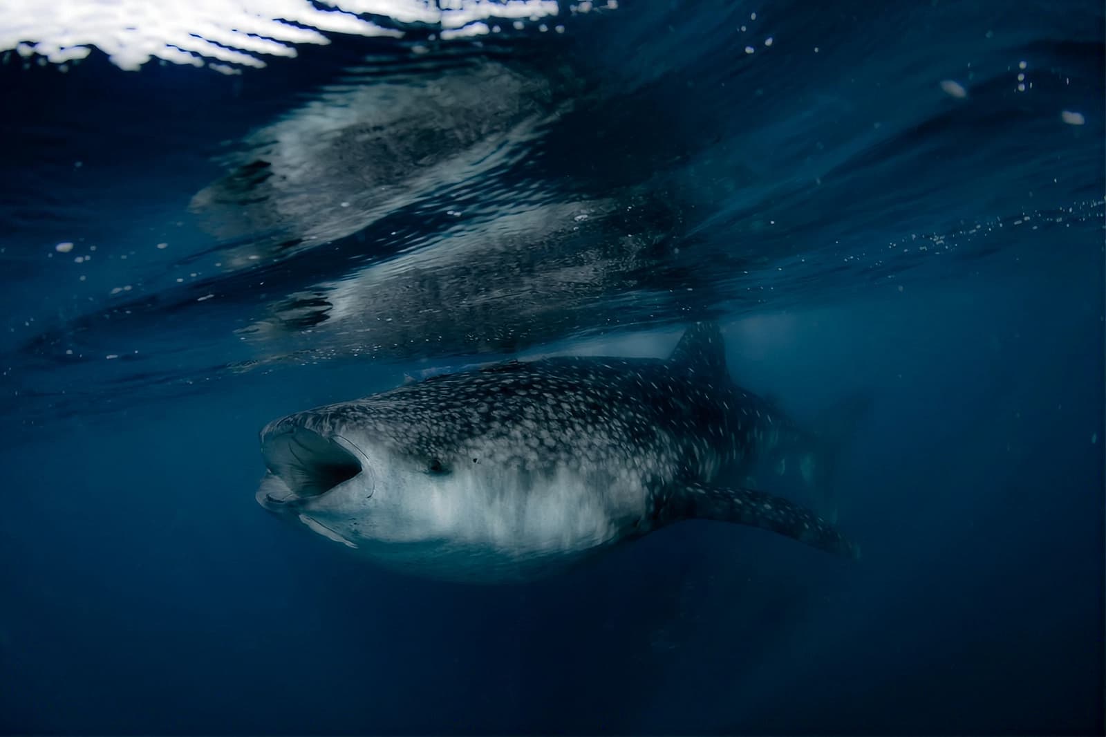 Nage avec le Requin-Baleine