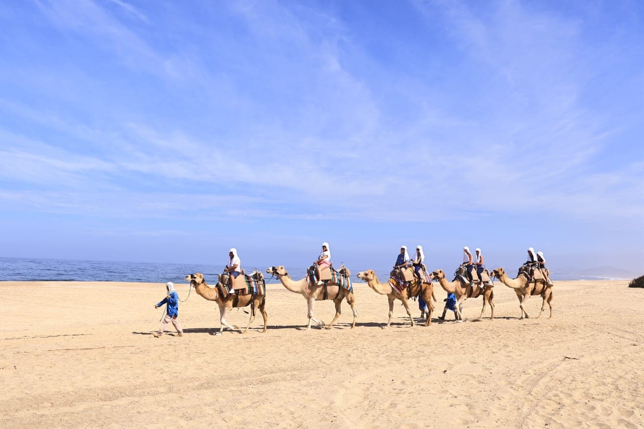 Paseo Con Camellos