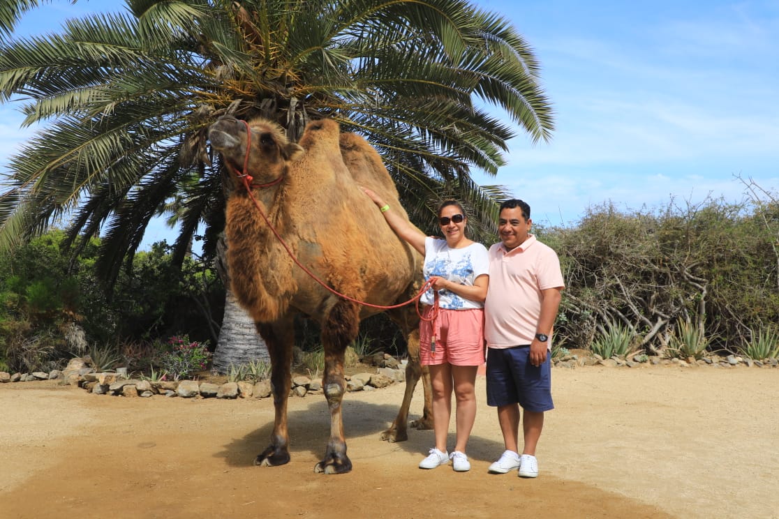 PASEO CON CAMELLOS — imagen 6